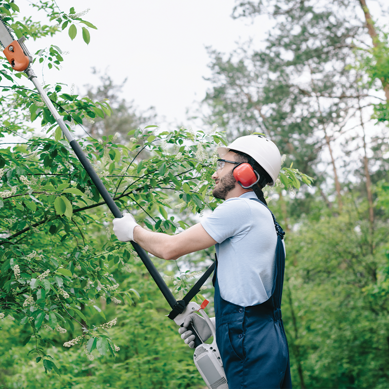SPR Tree Service Image-6