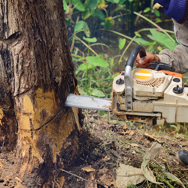 SPR Tree Service Image-4