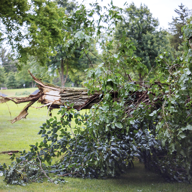 SPR Tree Service Image-5